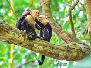 Costa Rica monos capuchinos standard