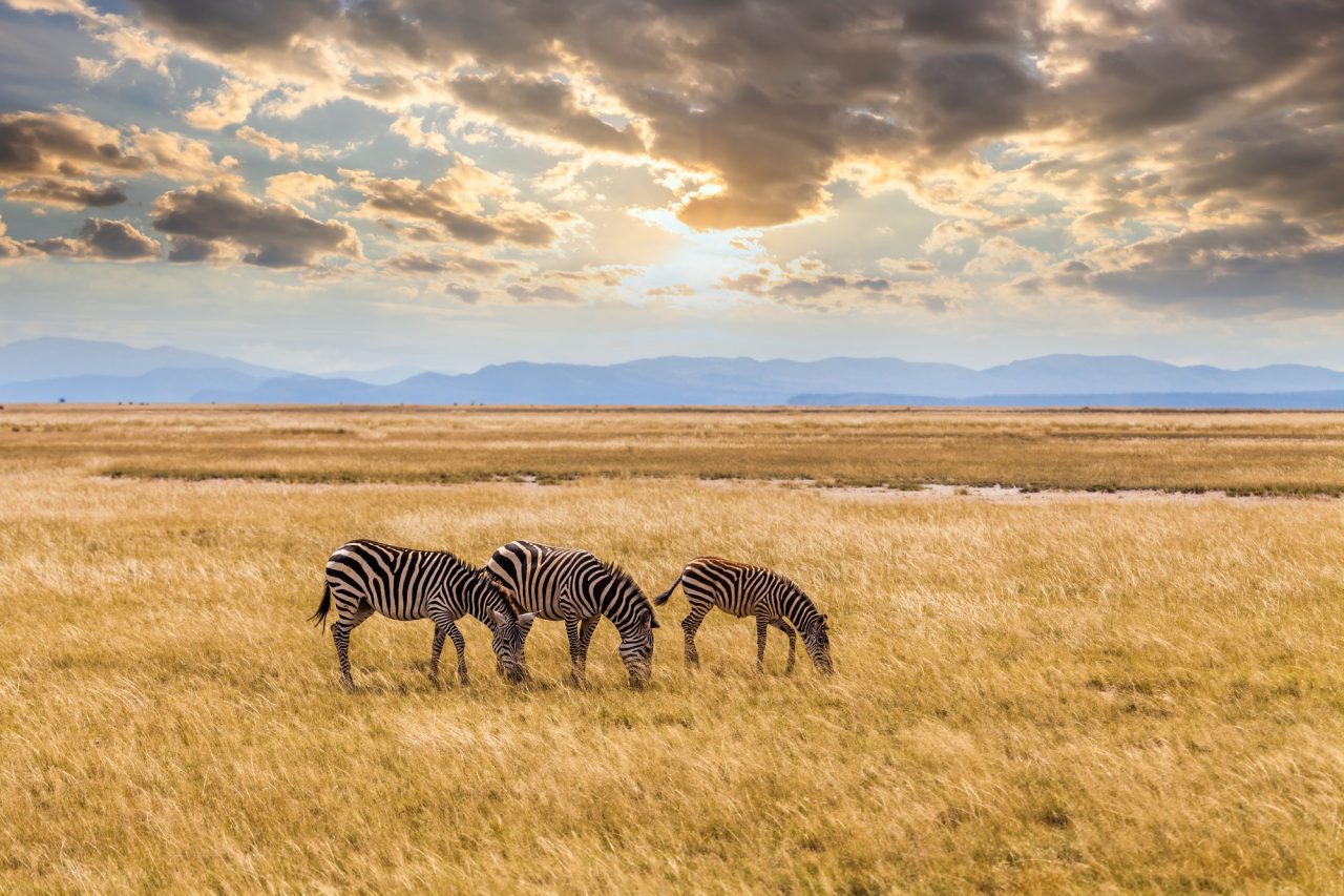 wild zebras on the african savannah at sunset kenya.jpg